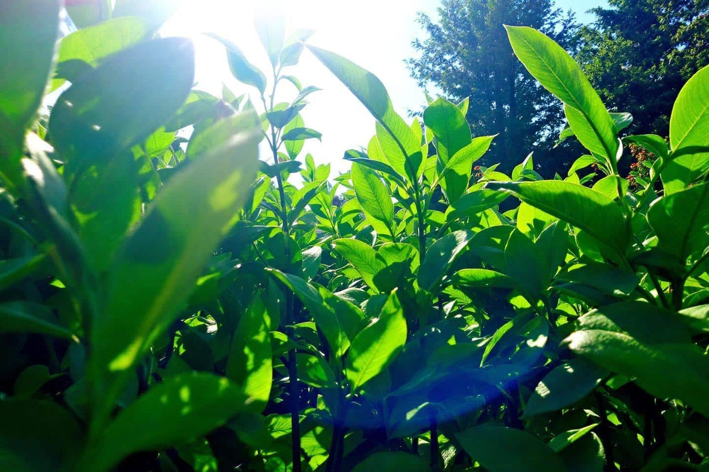Combien de temps faut-il pour que le gazon pousse après le semis ?