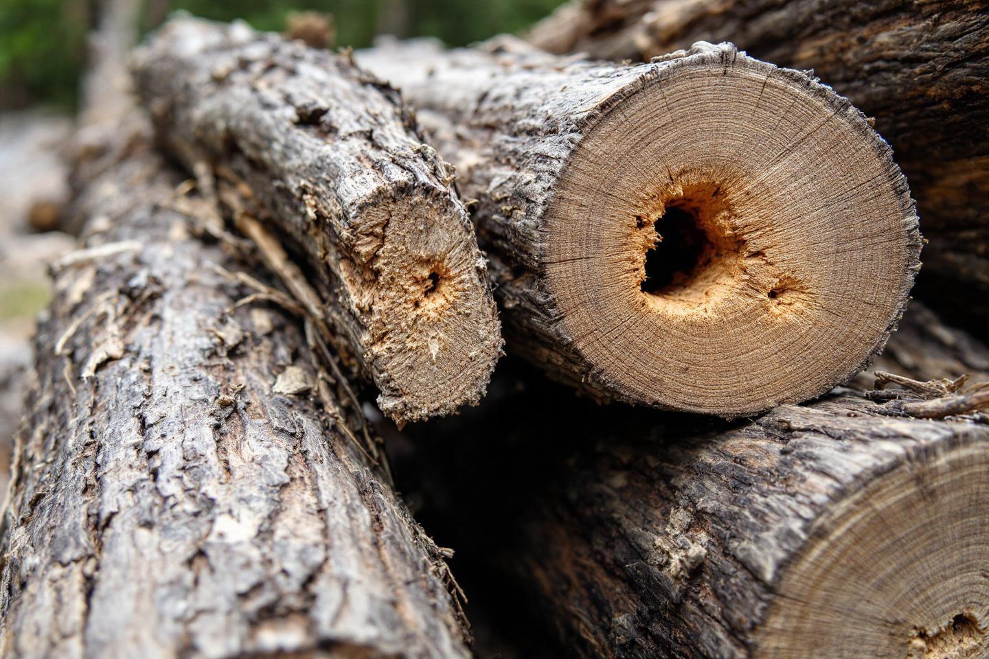 Temps de séchage du bois de chauffage : combien de temps faut-il pour faire sécher son bois ?