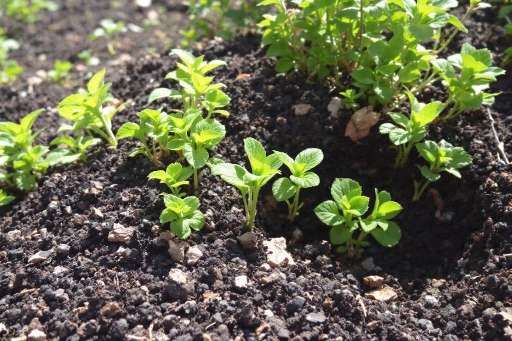 Les meilleurs engrais naturels riches en azote pour votre jardin