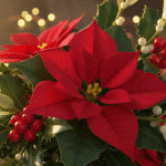 Gui, houx et poinsettia : les plantes emblématiques de Noël et les légendes surprenantes qui les entourent découvrez les histoires fascinantes du gui, du houx et du poinsettia, ces plantes emblématiques de noël, et plongez dans les légendes surprenantes qui enrichissent leur tradition festive.