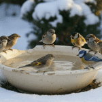 Incroyable mais vrai : un saladier ébréché sauve davantage les oiseaux qu’un abreuvoir classique en hiver découvrez comment un simple saladier ébréché devient un refuge précieux pour les oiseaux en hiver, surpassant les abreuvoirs classiques pour les protéger et les sauver du froid.