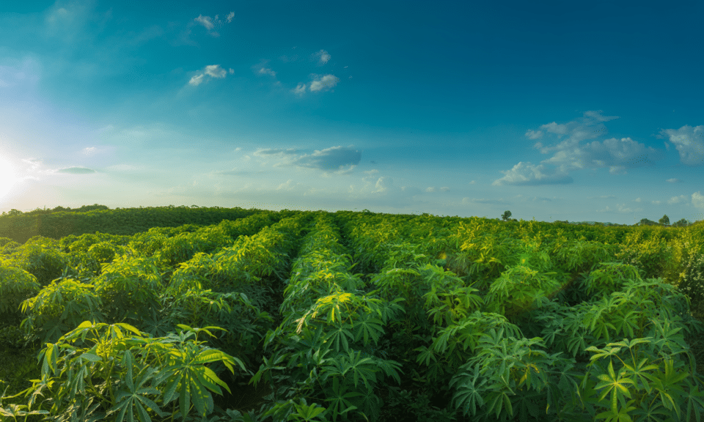 découvrez comment le manioc, ingrédient essentiel, allie science et nutrition pour sublimer vos plats quotidiens.