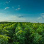 La science des plantes à votre assiette : le manioc au menu découvrez comment le manioc, ingrédient essentiel, allie science et nutrition pour sublimer vos plats quotidiens.