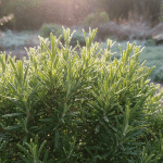 Pourquoi votre romarin dépérit en janvier : l'erreur de taille à éviter absolument découvrez pourquoi votre romarin dépérit en janvier et apprenez l'erreur de taille à éviter absolument pour garder votre plante en bonne santé tout l'hiver.