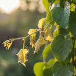découvrez pourquoi votre plante grimpante peine à s'épanouir après un certain stade et apprenez à surmonter ce cap crucial pour favoriser sa croissance optimale.