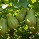 explorez ce légume rare cultivé en france, riche en saveurs uniques qui éveilleront vos papilles. découvrez ses bienfaits et idées recettes originales.