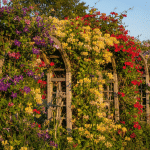 « Adieu glycine : découvrez ces plantes grimpantes méconnues qui métamorphosent le jardin avec éclat » découvrez des alternatives surprenantes à la glycine avec ces plantes grimpantes méconnues, parfaites pour transformer votre jardin en un éclat de couleurs et de beauté.