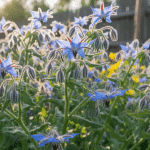 Cette merveille bleue pousse à une vitesse incroyable en pot ou au jardin et devient le régal incontournable des abeilles ! découvrez cette plante bleu vif qui pousse rapidement en pot ou en jardin, attirant irrésistiblement les abeilles pour un jardin florissant et vivant.