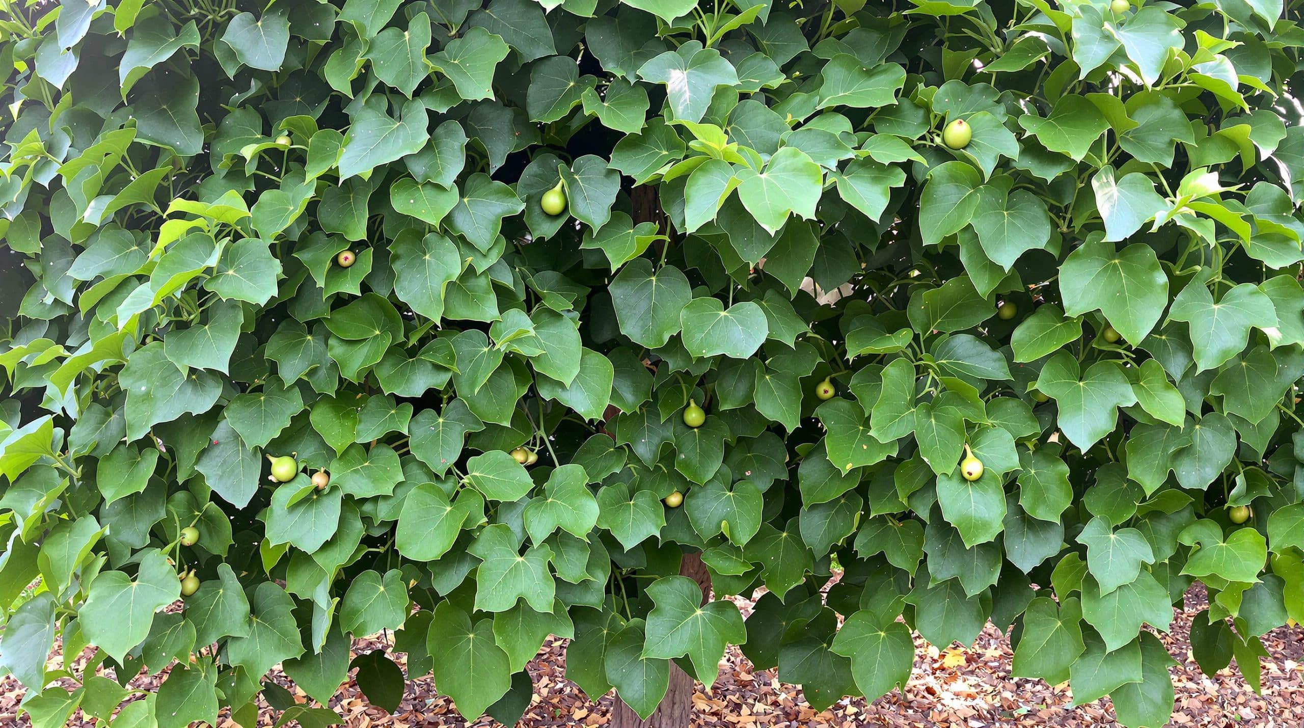 découvrez la technique de taille essentielle pour transformer votre figuier luxuriant mais peu fruité en un arbre généreux en figues savoureuses. adoptez nos conseils pratiques pour booster la production de votre figuier.