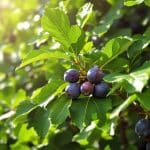 Figuier luxuriant en feuilles mais pauvre en fruits : la taille secrète à adopter pour booster la production de figues découvrez la méthode de taille idéale pour un figuier luxuriant en feuilles mais peu productif. apprenez à booster efficacement la production de figues et à profiter d'une récolte abondante.