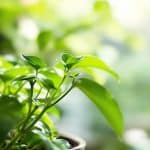 Selon les experts en jardinage, cette plante d'intérieur se multiplie avec une simplicité déconcertante découvrez la plante d'intérieur que les experts en jardinage recommandent pour sa multiplication facile et rapide, idéale pour embellir votre maison sans effort.