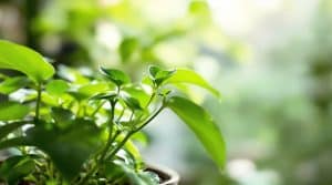 découvrez la plante d'intérieur que les experts en jardinage recommandent pour sa multiplication facile et rapide, idéale pour embellir votre maison sans effort.