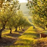L’oliveraie communale de Couffoulens : un projet en pleine croissance découvrez l’oliveraie communale de couffoulens, un projet local en pleine croissance qui allie tradition et développement durable au cœur de la région.