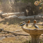 Canicule : le geste bienveillant envers les oiseaux qui peut pourtant cacher un danger méconnu découvrez pourquoi un geste bienveillant envers les oiseaux lors de la canicule peut parfois cacher un danger méconnu. informez-vous pour protéger nos petits amis en toute sécurité.