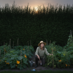 Quand la haie du voisin masque mon potager : comment la loi a changé ma façon d'agir après des étés sans soleil découvrez comment la législation a transformé ma manière de gérer le problème de la haie du voisin qui masque mon potager, après plusieurs étés sans soleil.