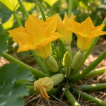 J'arrachais mes pieds de courgette en fleur sans fruit : quand un maraîcher m'a révélé le secret caché sous les fleurs, j'ai découvert ce que je détruisais chaque été découvrez pourquoi arracher les pieds de courgette en fleur sans fruit peut nuire à votre récolte chaque été, grâce au secret révélé par un maraîcher passionné.