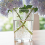 « Plus jamais d’hortensias jetés » : découvrez l’astuce du verre d’eau qui change tout découvrez l'astuce simple et efficace du verre d'eau pour préserver vos hortensias plus longtemps et ne plus jamais les jeter prématurément.