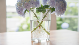 découvrez l'astuce simple et efficace du verre d'eau pour préserver vos hortensias plus longtemps et ne plus jamais les jeter prématurément.