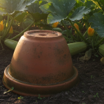 Pourquoi mon voisin retourne-t-il un pot en terre cuite près de ses courgettes chaque soir ? Un secret bien gardé au jardin découvrez pourquoi votre voisin retourne chaque soir un pot en terre cuite près de ses courgettes et le secret bien gardé qui aide à protéger et favoriser la croissance de ses plantes au jardin.