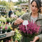Avant d’acheter de la bruyère, je vérifie toujours cette mention sur l’étiquette : elle en dit plus que les fleurs en rayon avant d’acheter une bruyère, regardez au-delà des fleurs : une mention sur l’étiquette révèle sa variété, sa période de floraison et ses besoins au jardin.